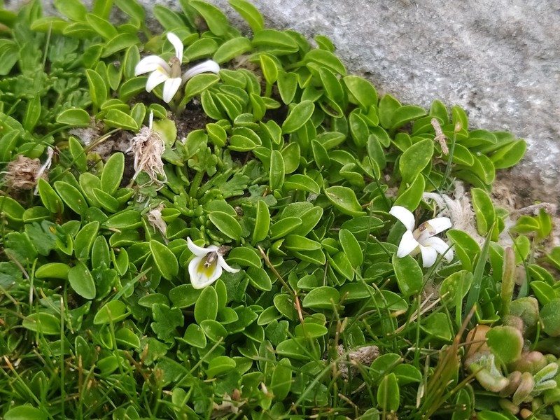 Lobelia oligophylla photo 3