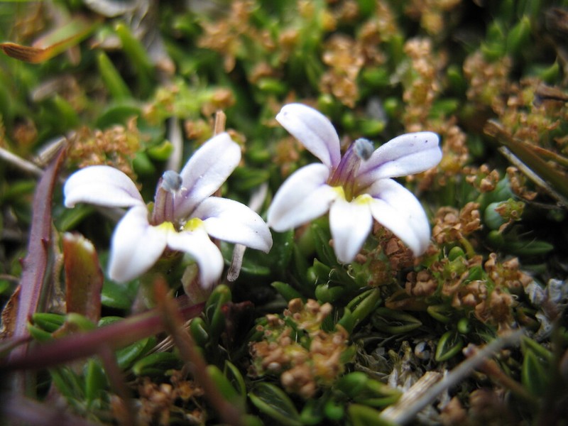 Lobelia oligophylla photo 4