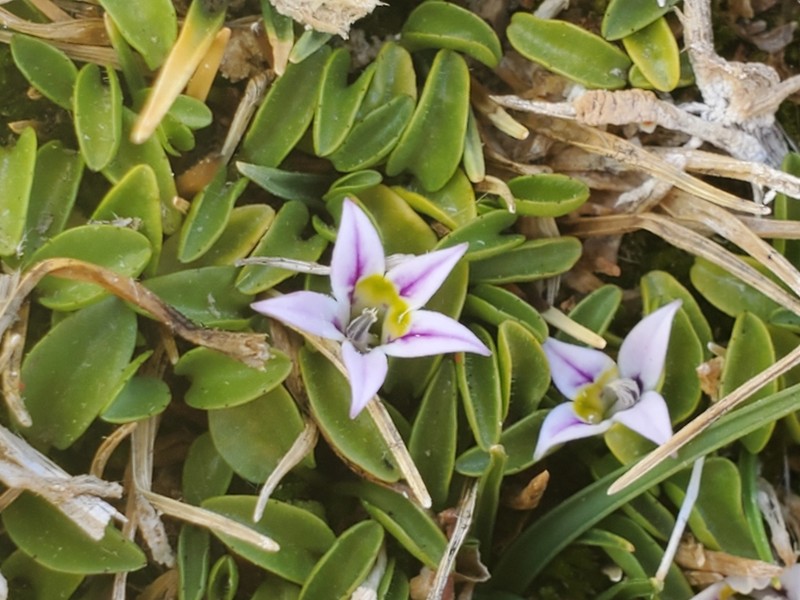Lobelia oligophylla photo 5