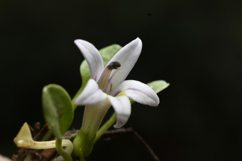 Lobelia oligophylla photo 6