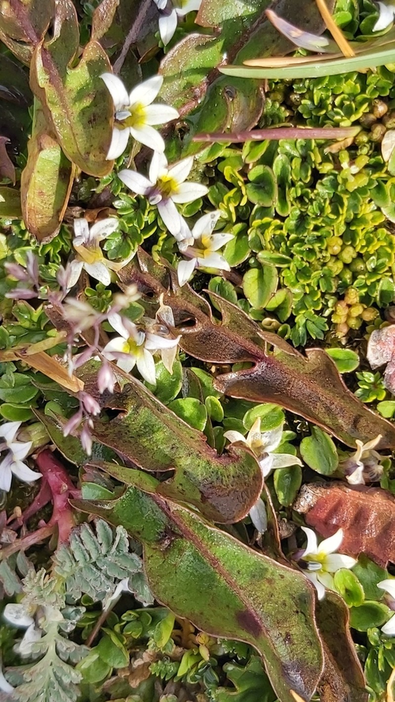 Lobelia oligophylla photo 7