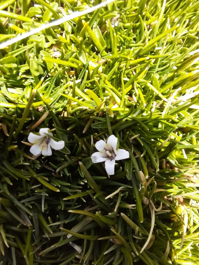 Lobelia oligophylla photo 8