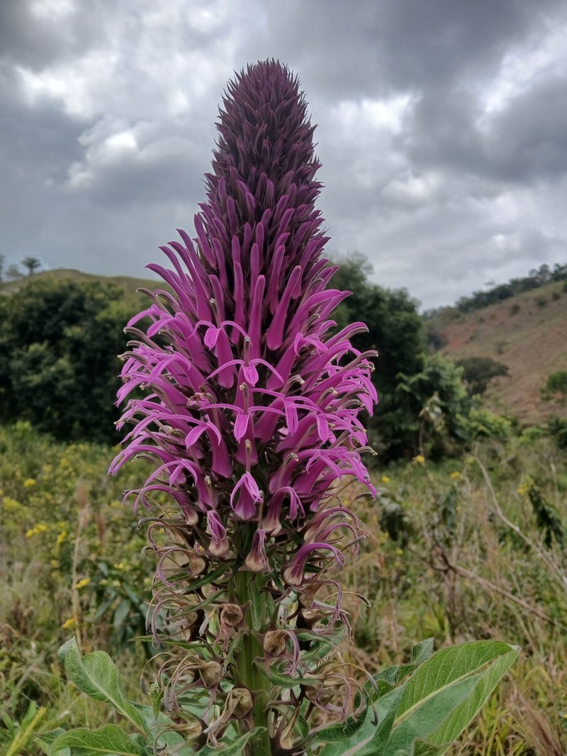 Lobelia organensis photo 2