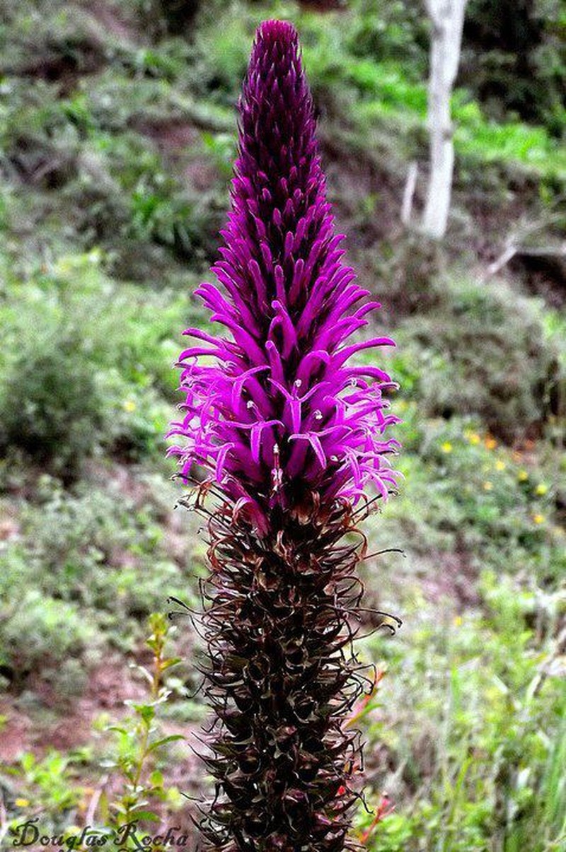 Lobelia organensis photo 3