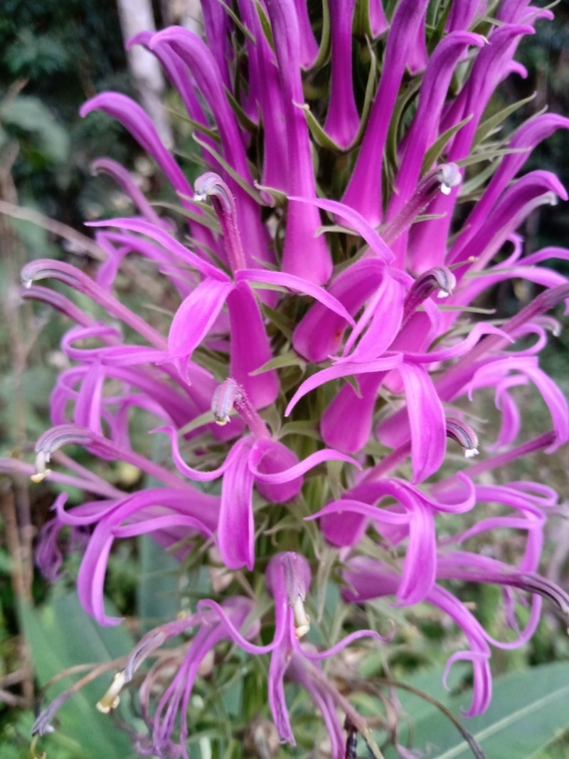 Lobelia organensis photo 4