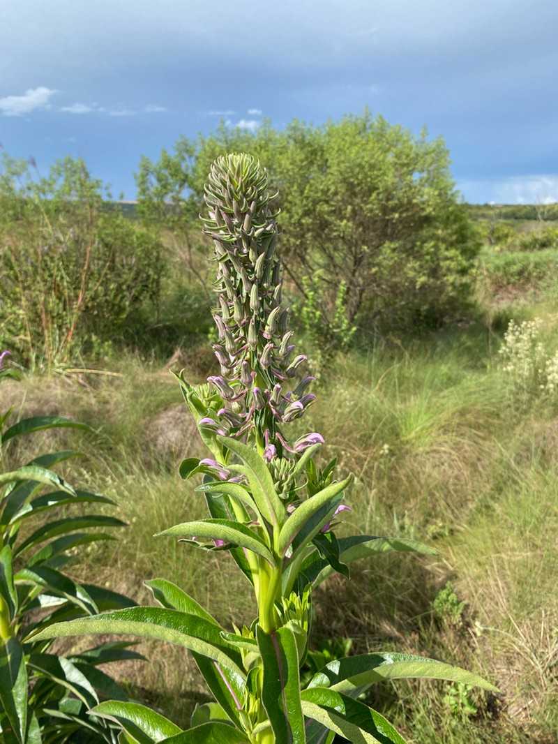 Lobelia organensis photo 5
