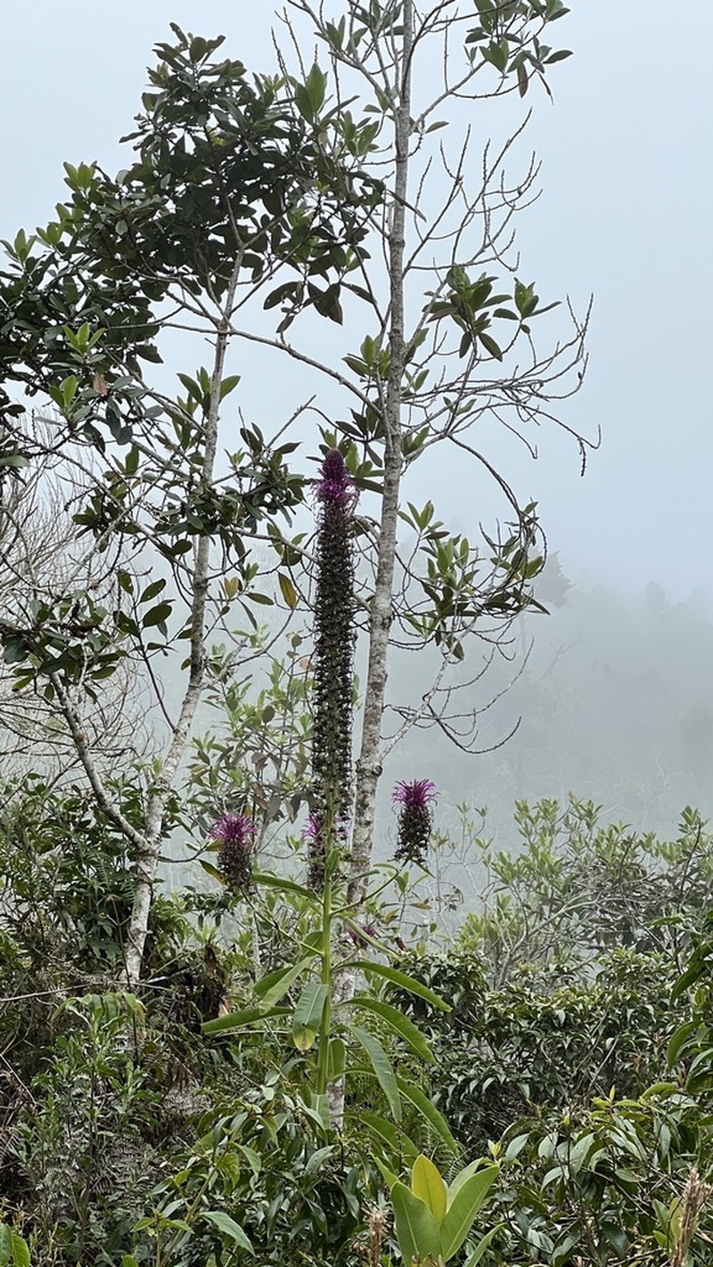 Lobelia organensis photo 6