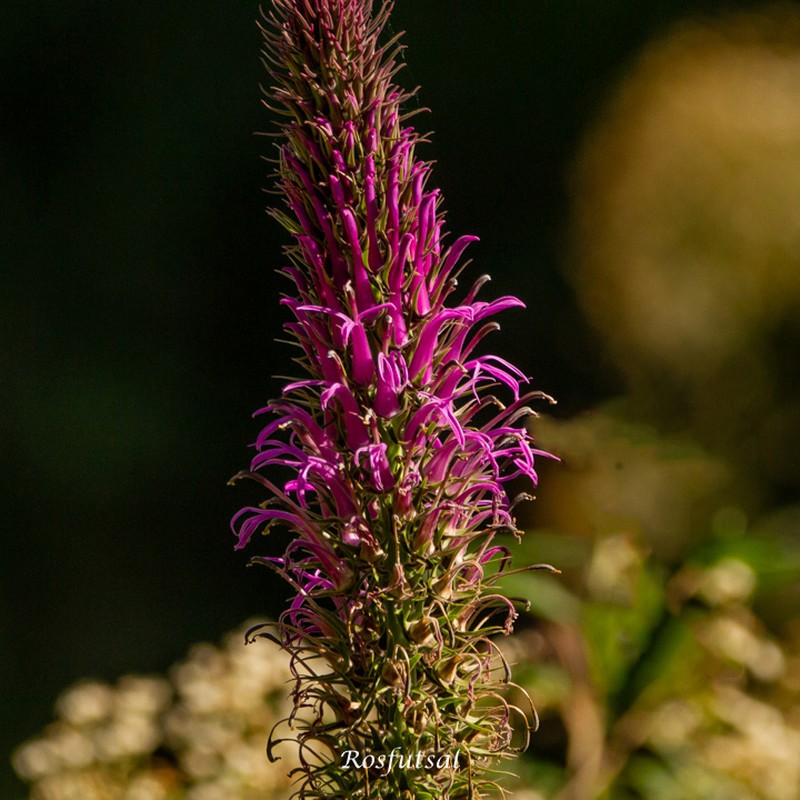 Lobelia organensis photo 8
