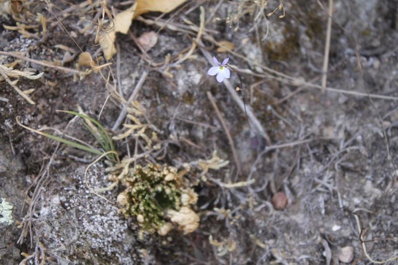 Lobelia orientalis photo 2