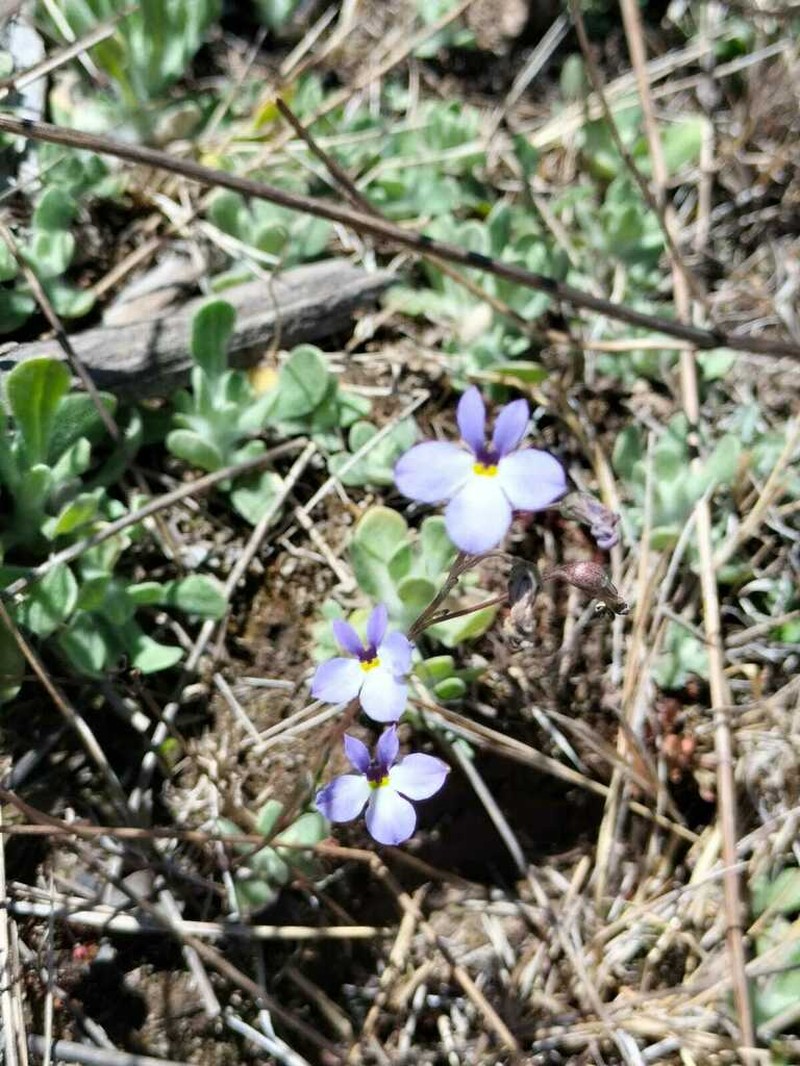 Lobelia orientalis photo 3