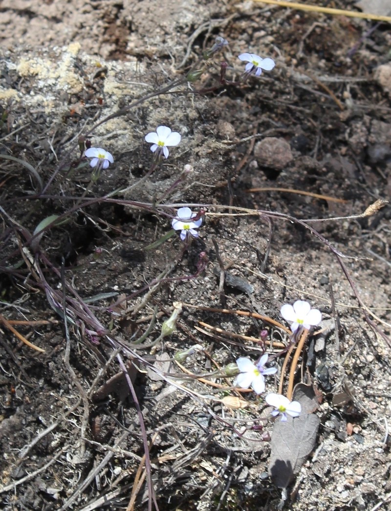 Lobelia orientalis photo 4