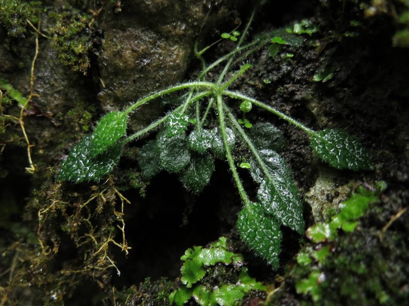 Lobelia orientalis photo 5