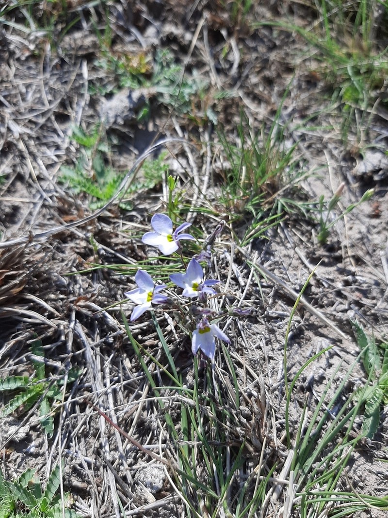Lobelia orientalis photo 6