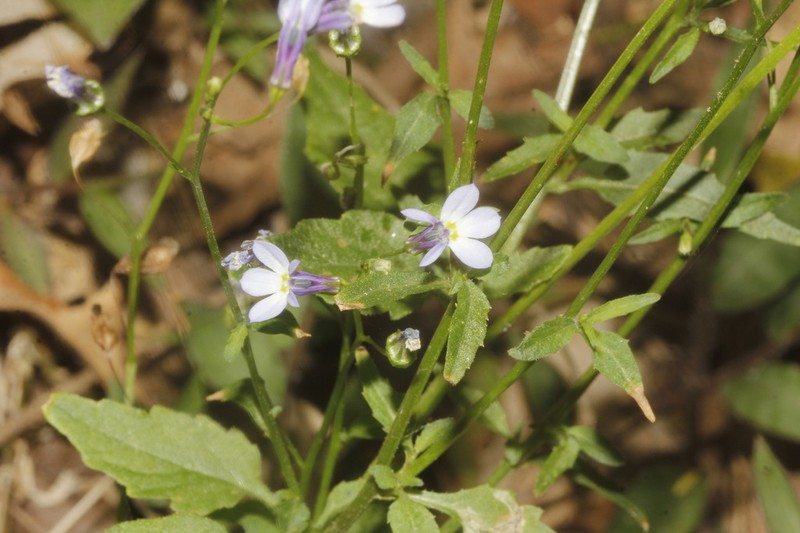Lobelia orientalis photo 7