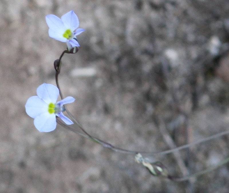Lobelia orientalis photo 8