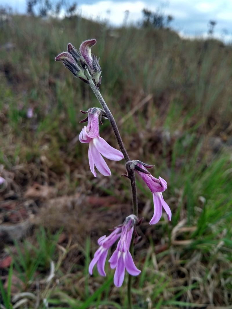 Lobelia ovina