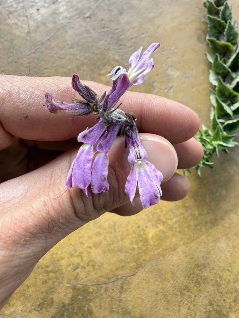 Lobelia ovina photo 2