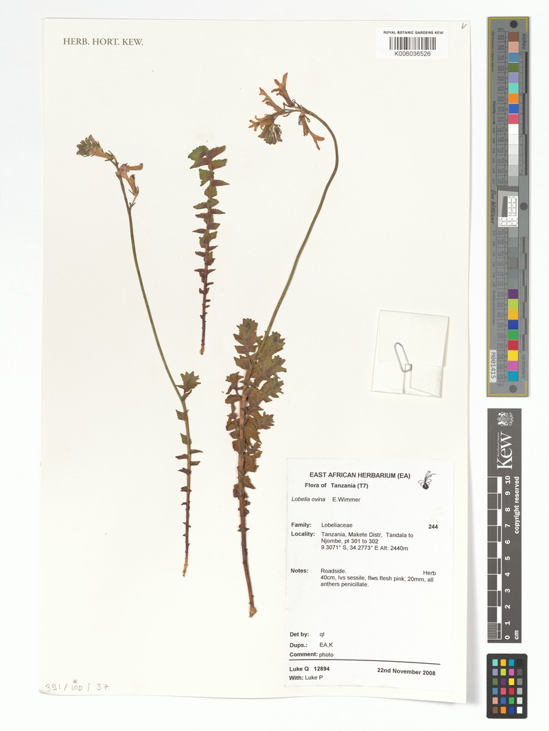 Lobelia ovina photo 3