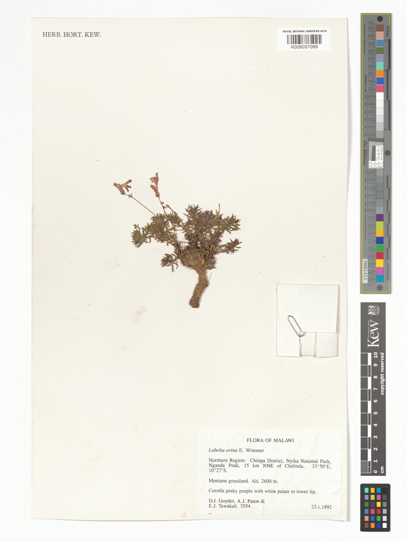 Lobelia ovina photo 4
