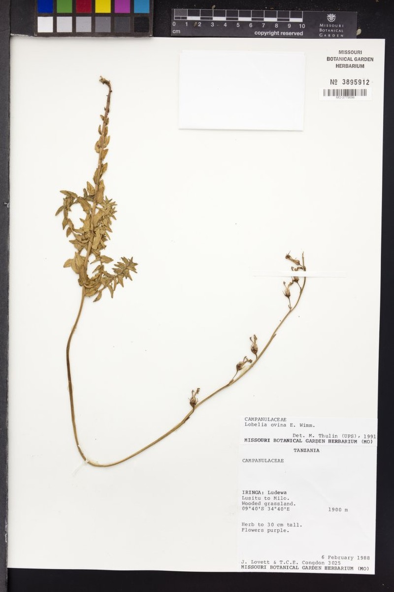 Lobelia ovina photo 5