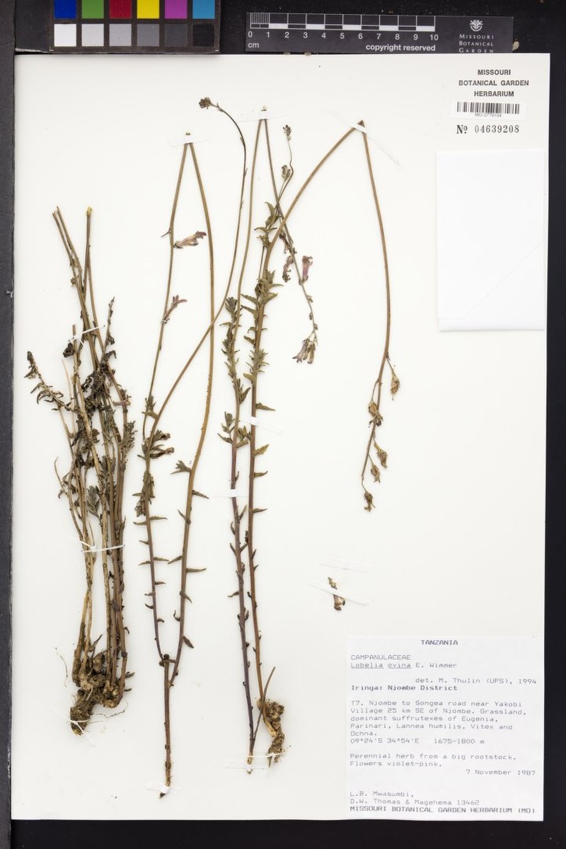 Lobelia ovina photo 6