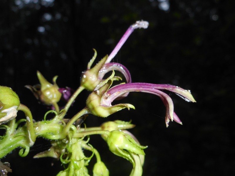 Lobelia oxyphylla