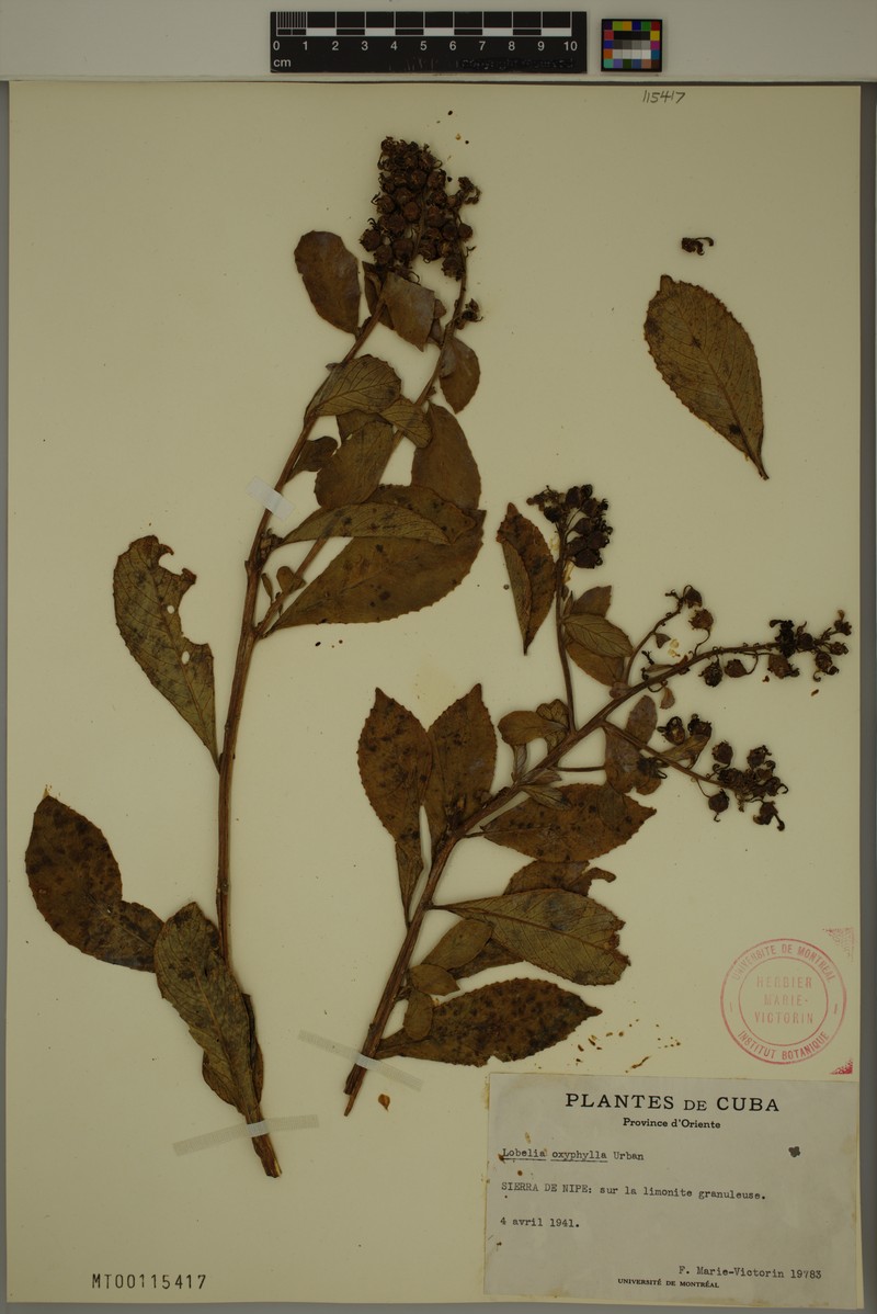 Lobelia oxyphylla photo 3