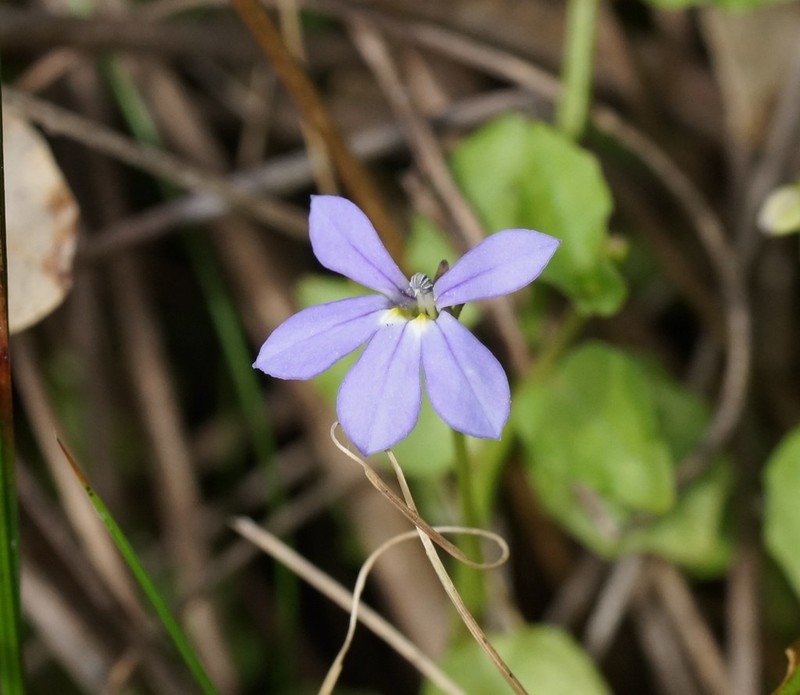 Lobelia pachytricha