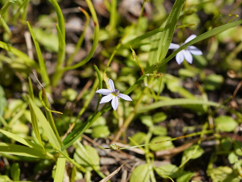 Lobelia pachytricha photo 2