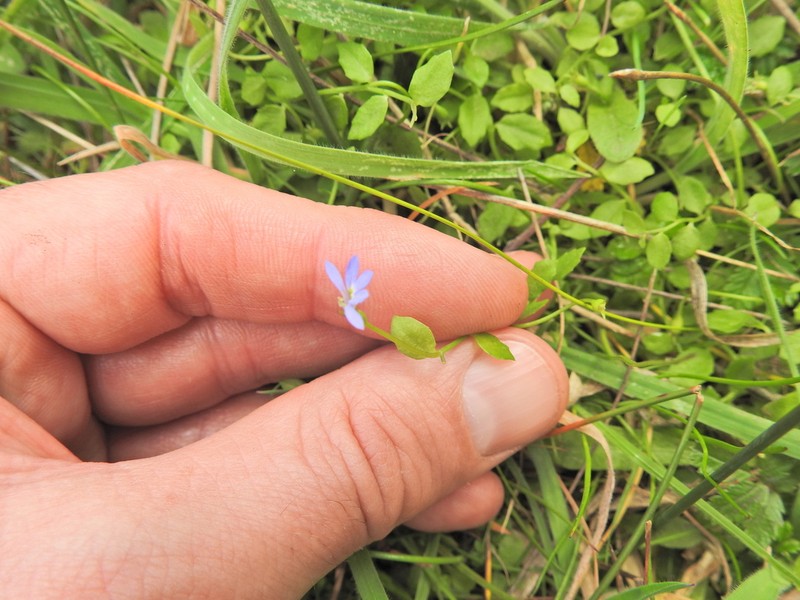 Lobelia pachytricha photo 3