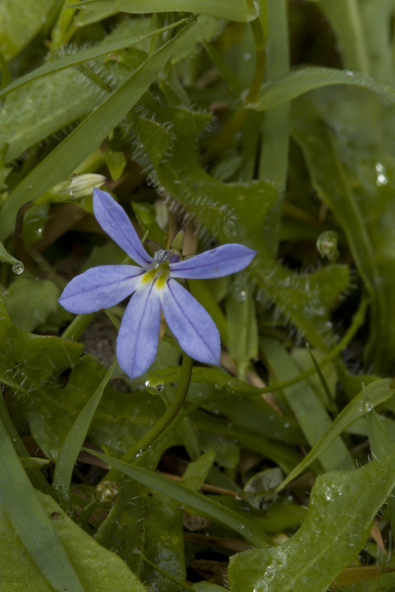 Lobelia pachytricha photo 5
