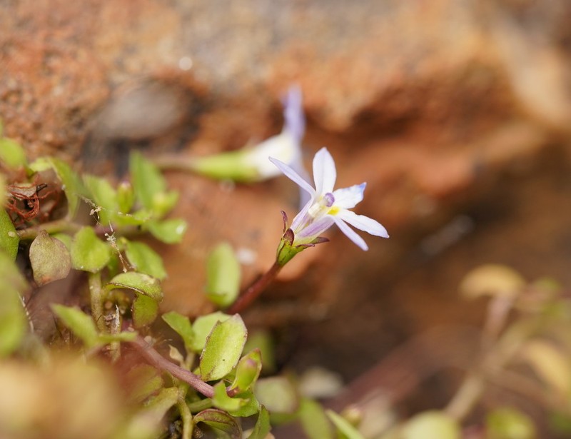 Lobelia pachytricha photo 6