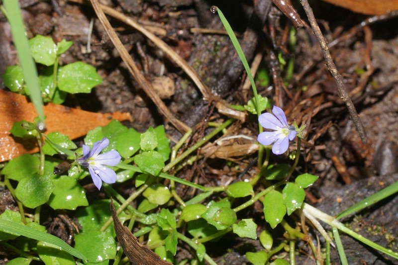 Lobelia pachytricha photo 7