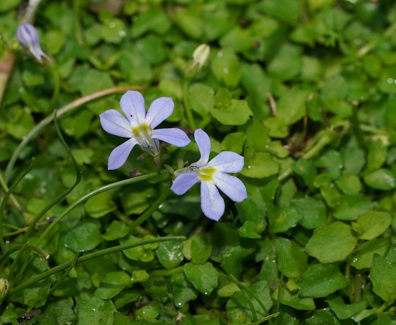 Lobelia pachytricha photo 8