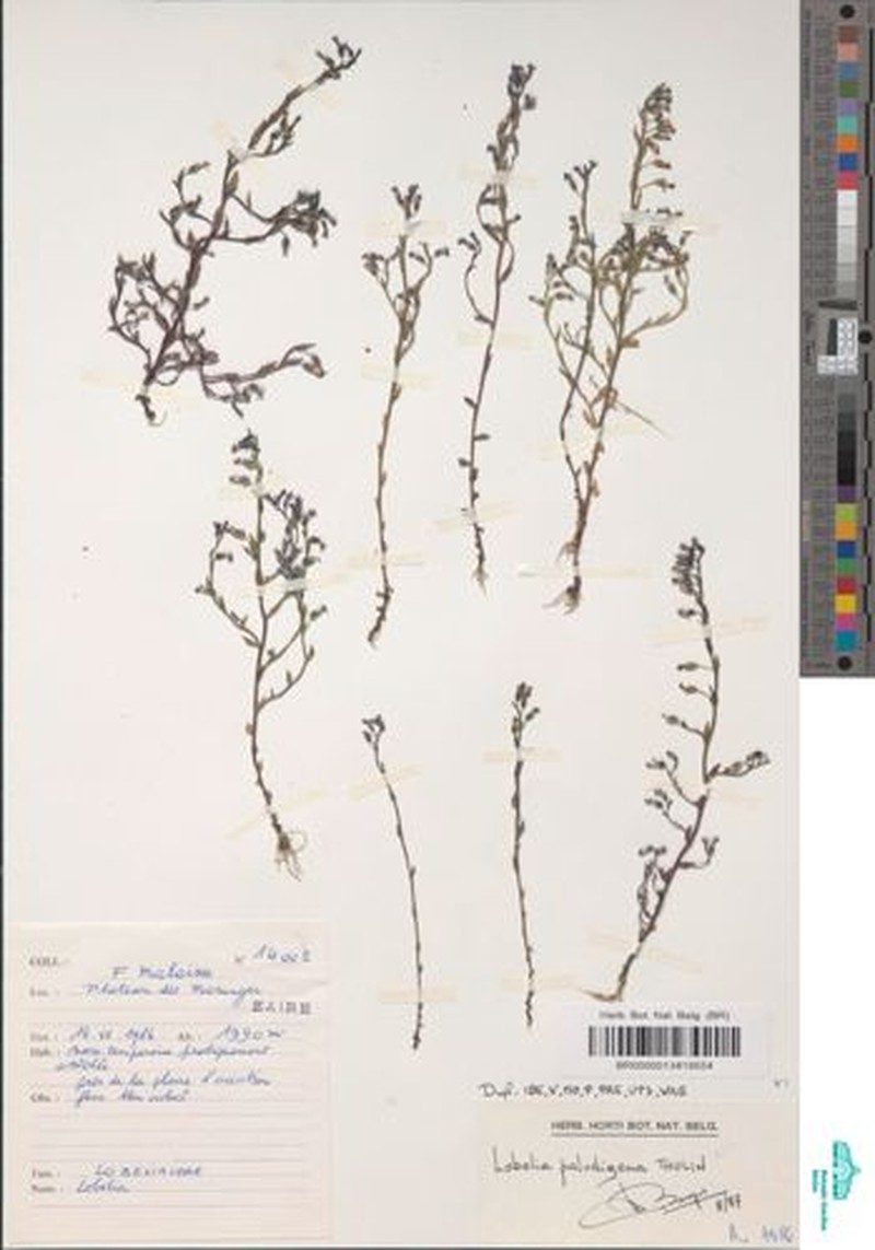 Lobelia paludigena