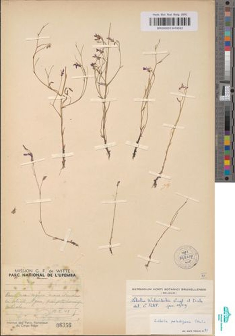 Lobelia paludigena photo 2
