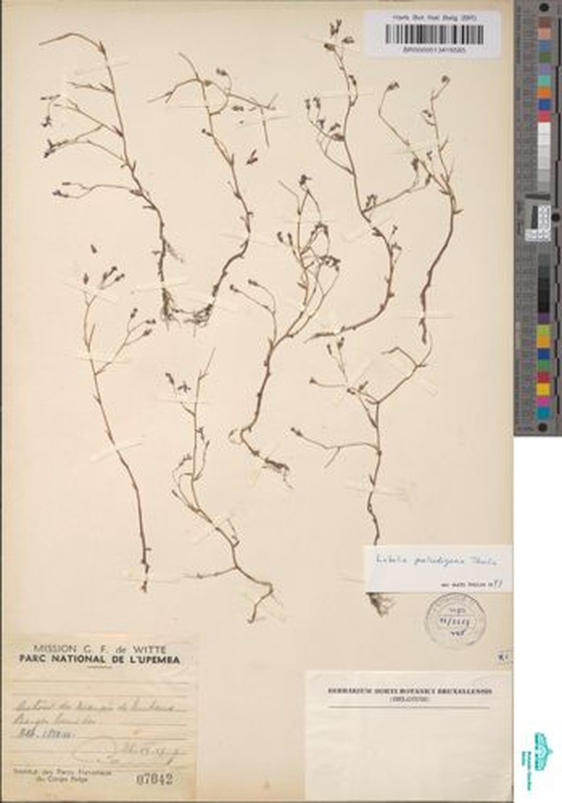 Lobelia paludigena photo 3