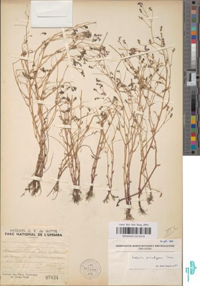 Lobelia paludigena photo 4