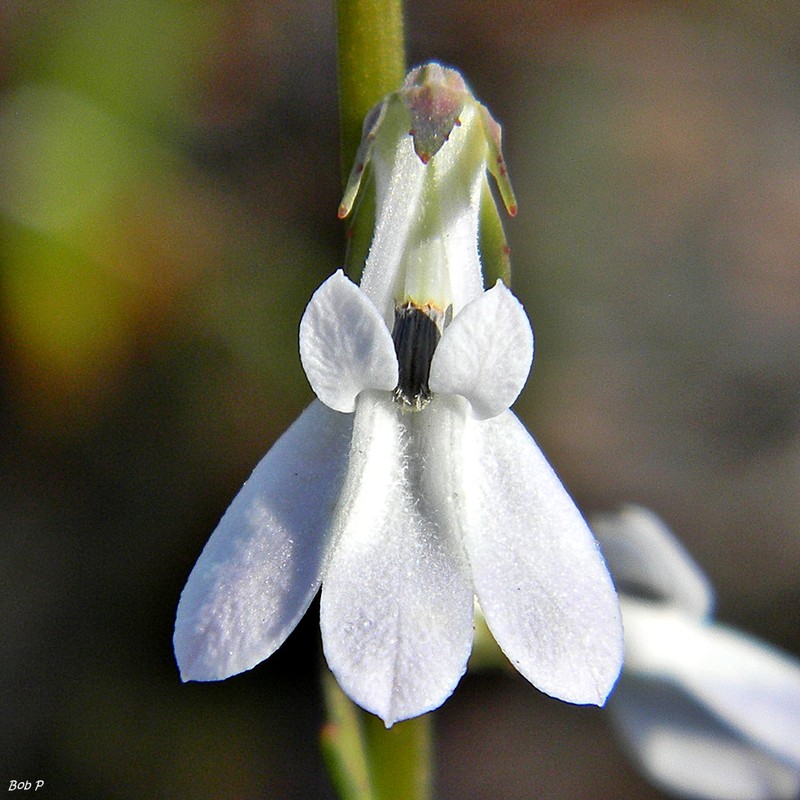 White Lobelia