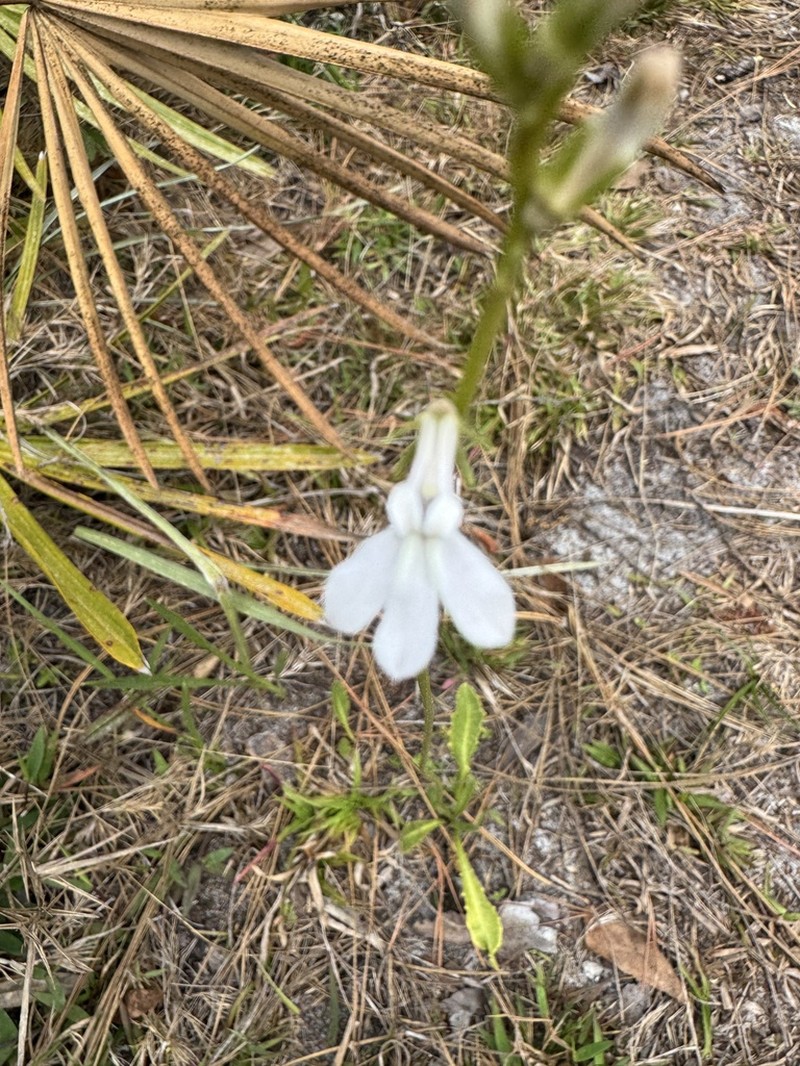 White Lobelia