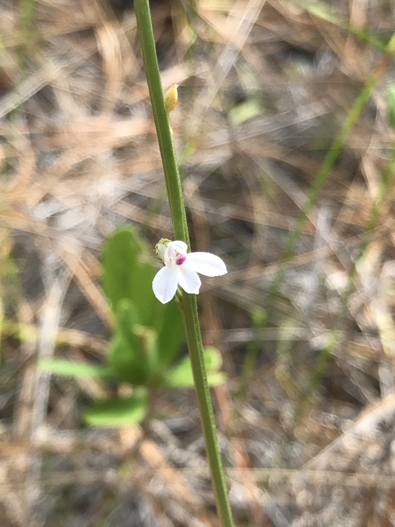White Lobelia photo 2