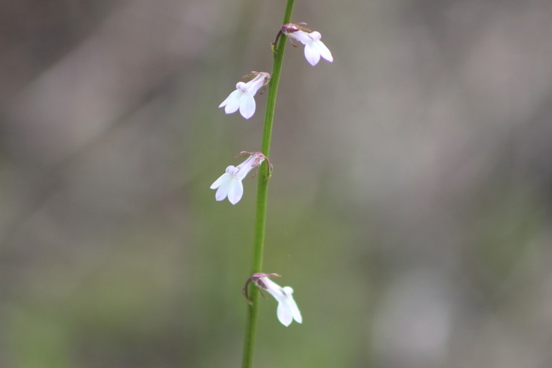 White Lobelia photo 3