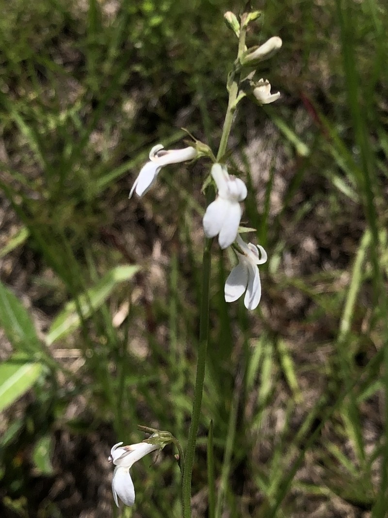 White Lobelia photo 5