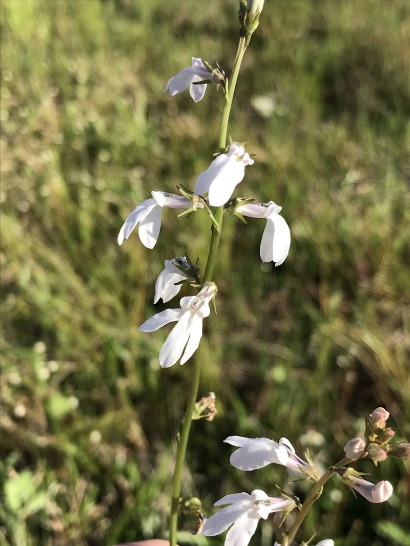 White Lobelia photo 7