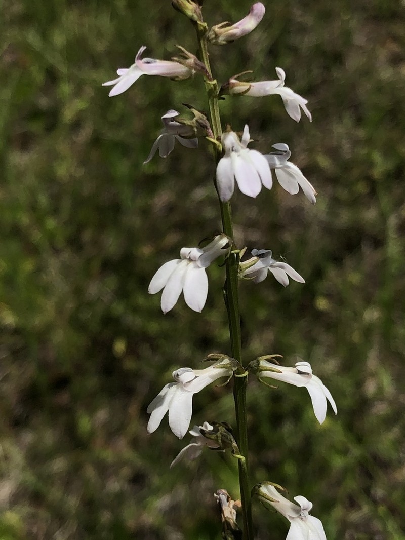 White Lobelia photo 8