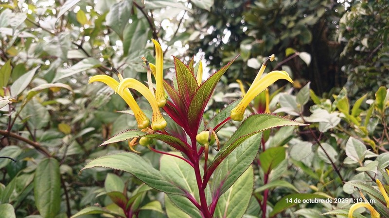 Lobelia parvidentata