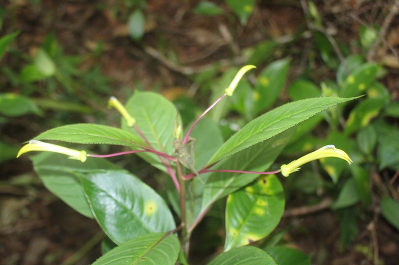 Lobelia parvidentata photo 3