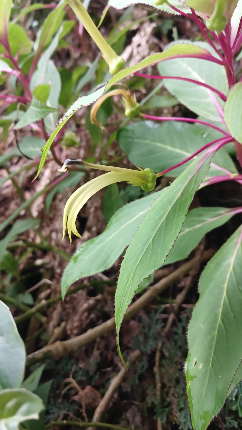 Lobelia parvidentata photo 4