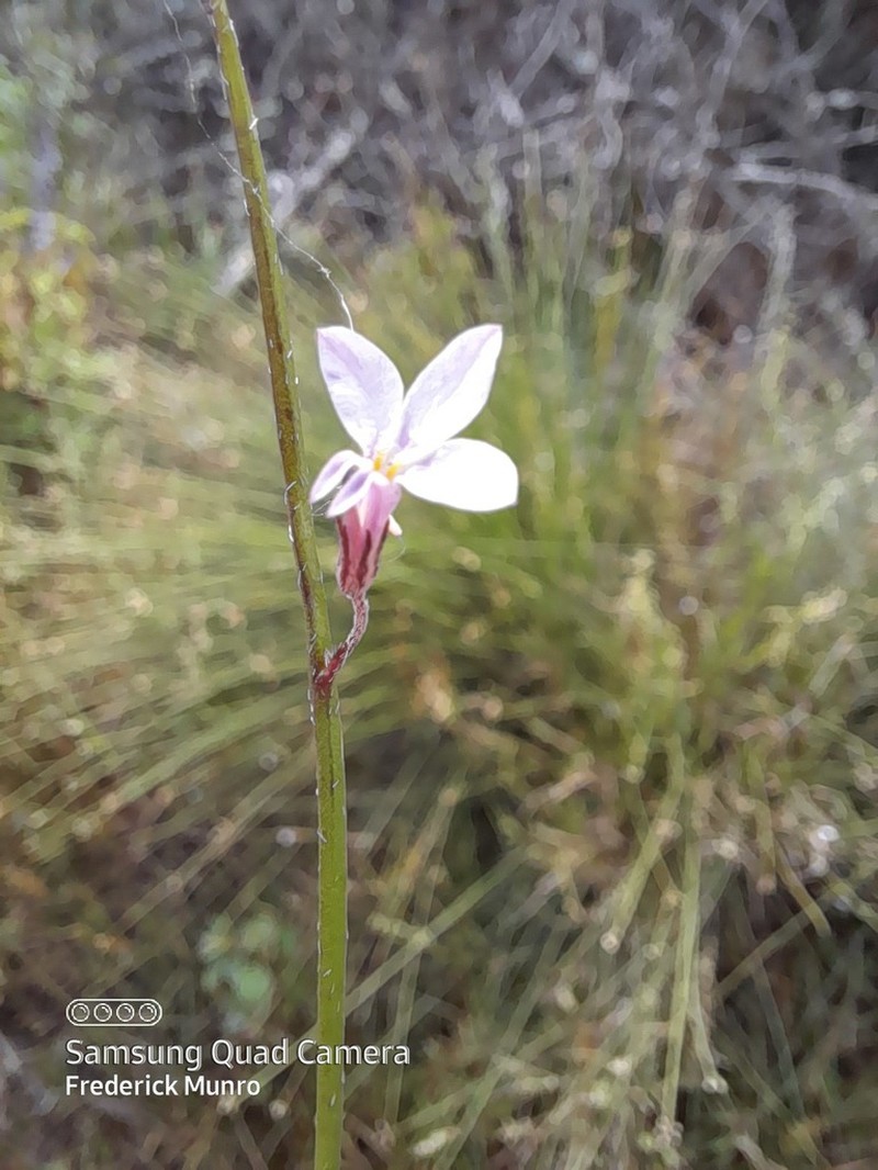 Lobelia patula
