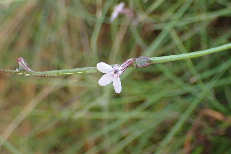 Lobelia patula photo 2